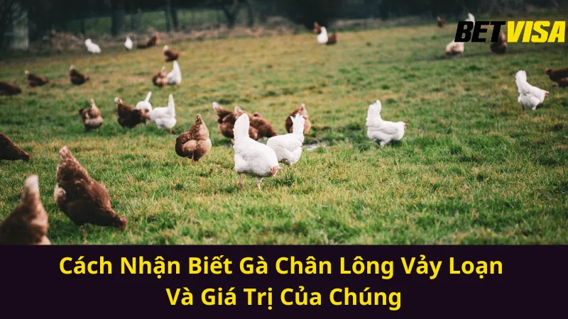 cach-nhan-biet-ga-chan-long-vay-loan