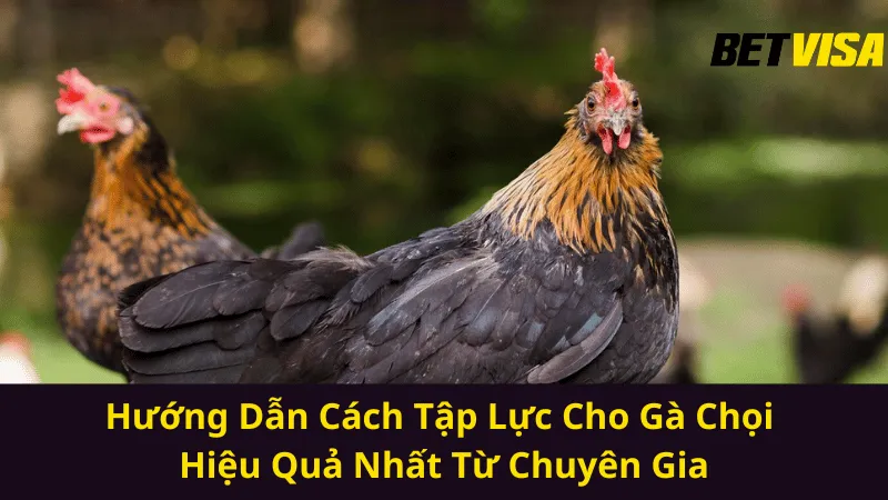 Cách Tập Lực Cho Gà Chọi Hiệu Quả Nhất Từ Chuyên Gia 2025
